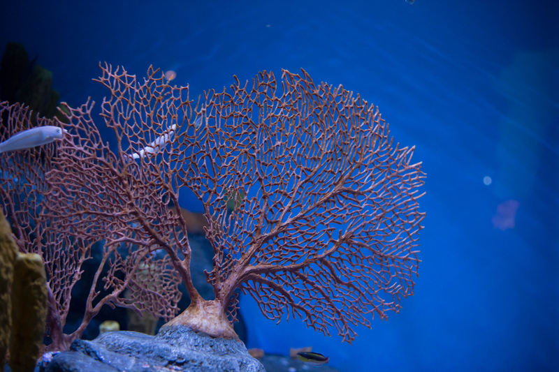 Illustration for article titled Monterey Bay Aquarium